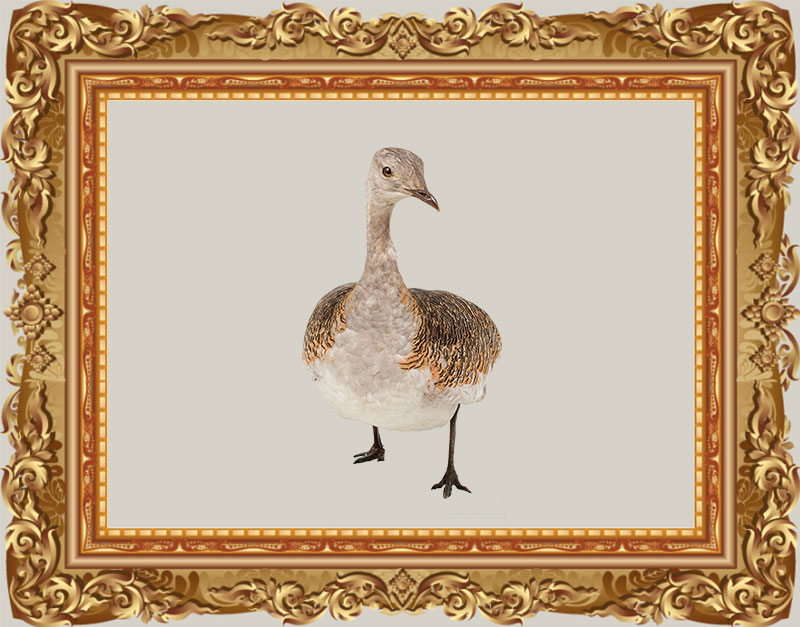 Exhibit: taxidermied great bustard