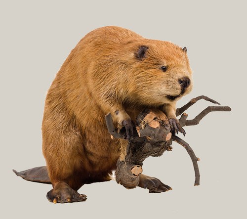 Exhibit: taxidermied beaver